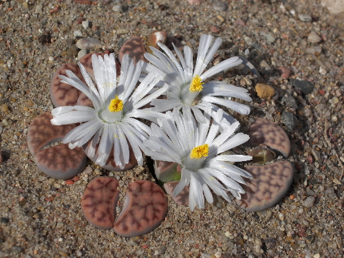 lithops personii